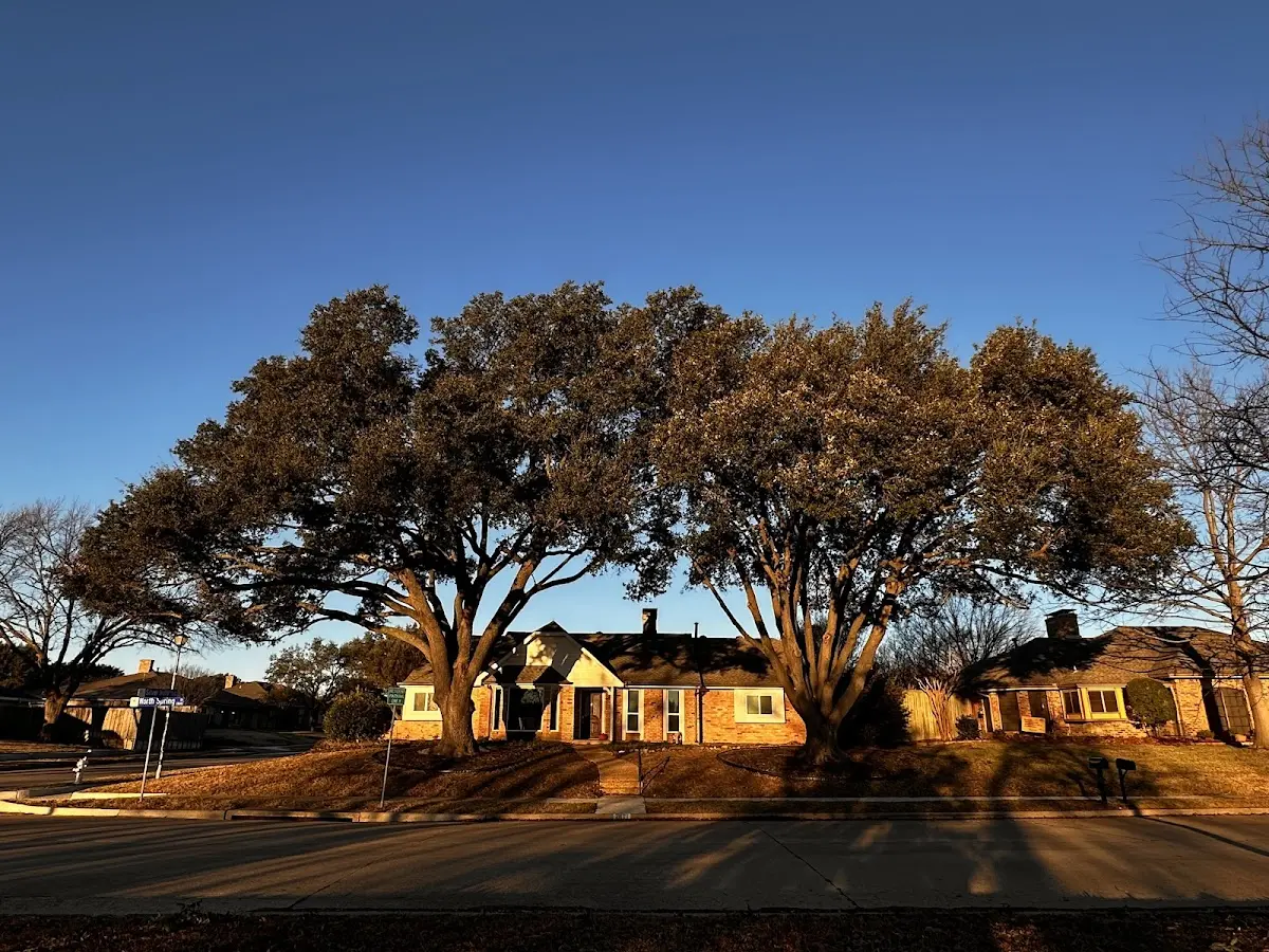 Established residential canopy tree shading a home in Port Lions